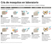 mosquitos transgenicos